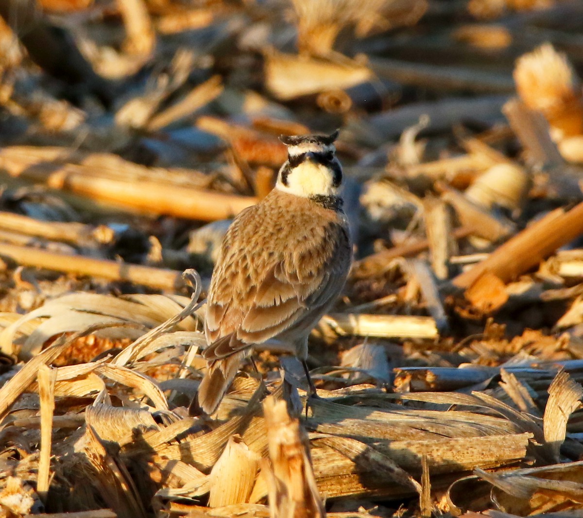 Horned Lark - ML617620691