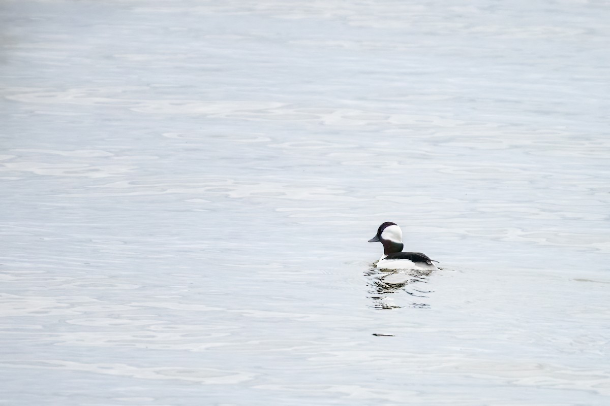 Bufflehead - ML617620762