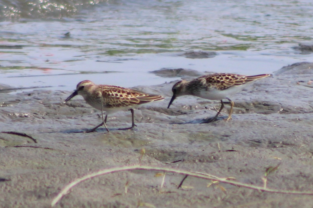 Least Sandpiper - ML617620782