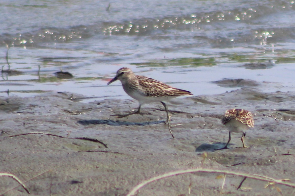 Least Sandpiper - ML617620783