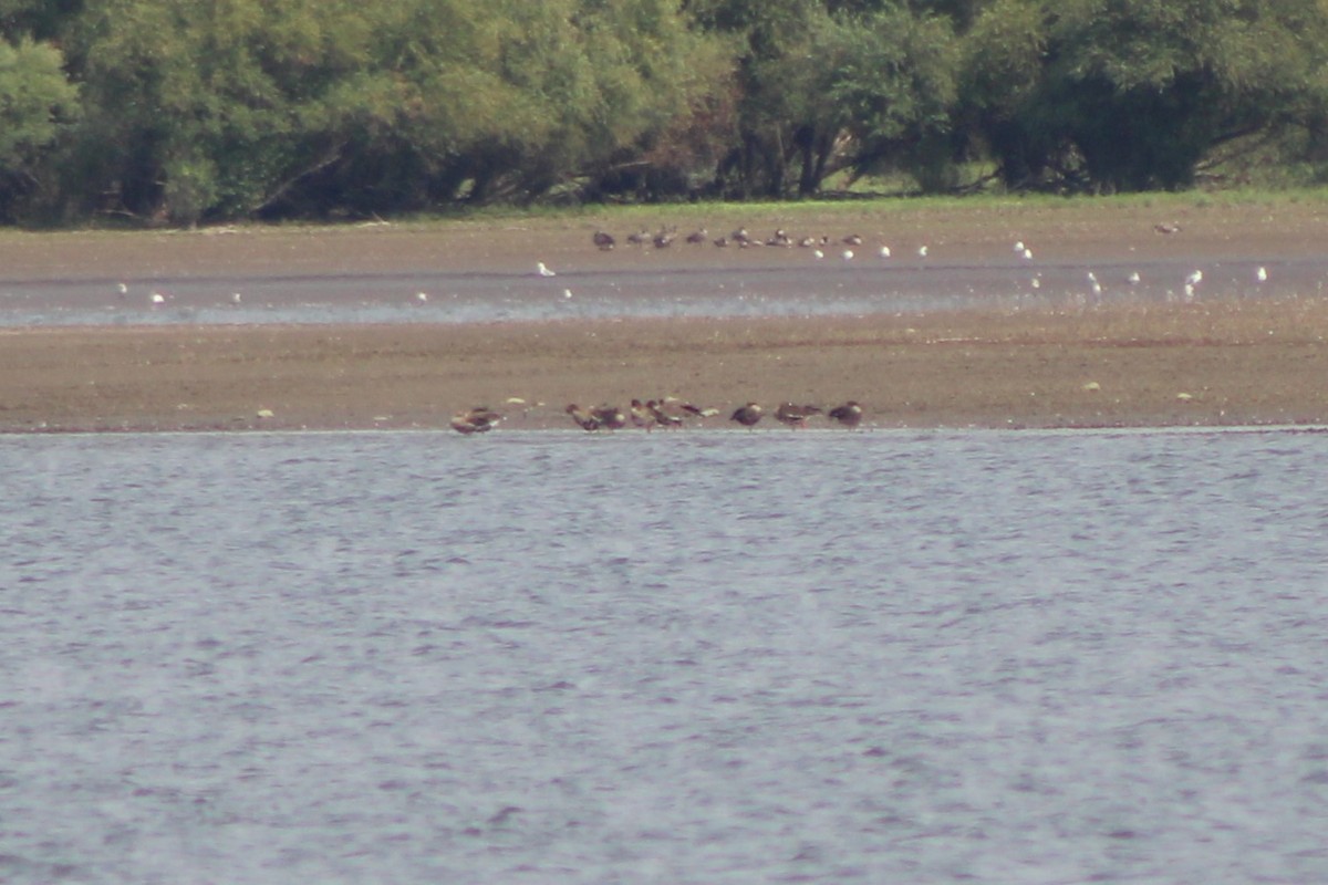 Greater White-fronted Goose (Western) - ML617620798