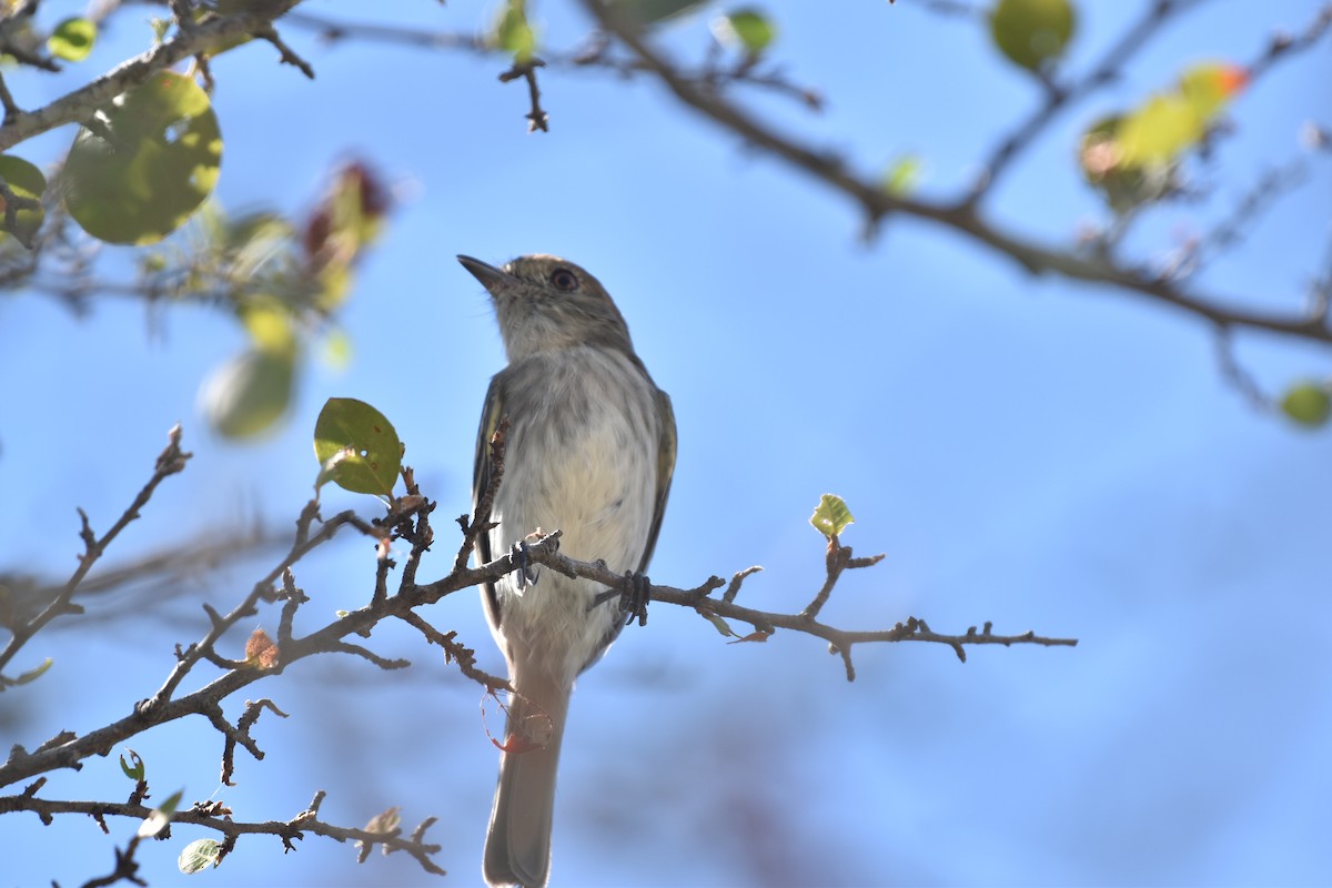 Pearly-vented Tody-Tyrant - Patrick Palines