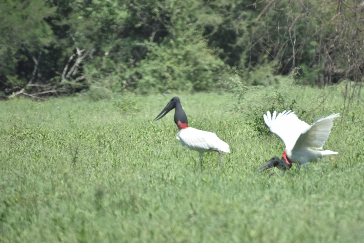 čáp jabiru - ML617620880