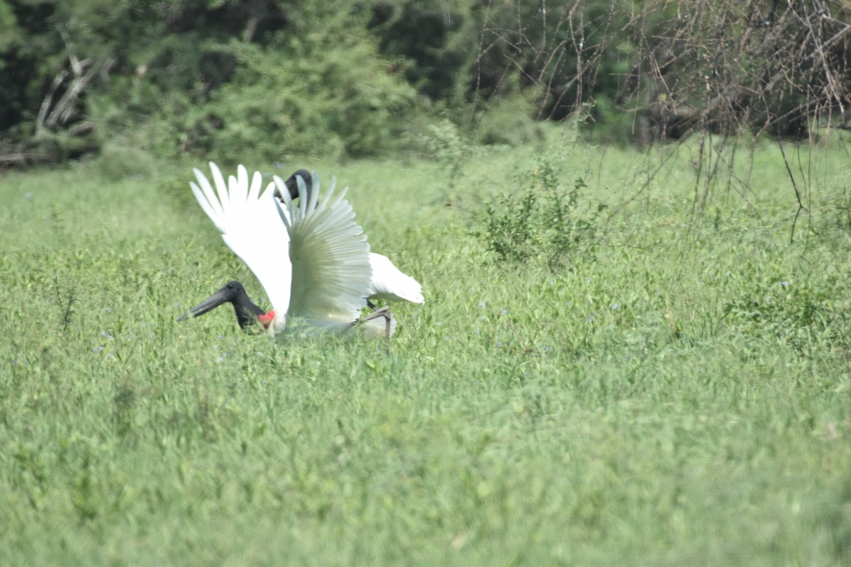 Jabiru - ML617620881
