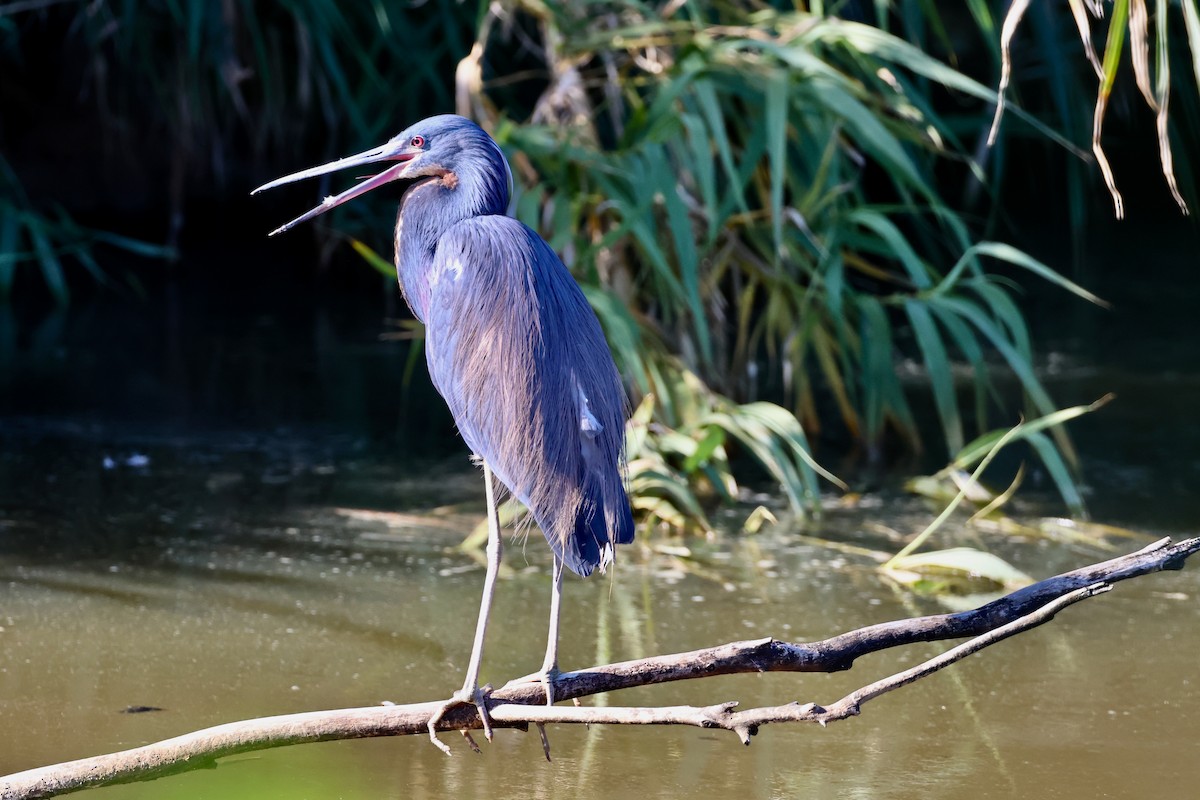 Tricolored Heron - ML617620883