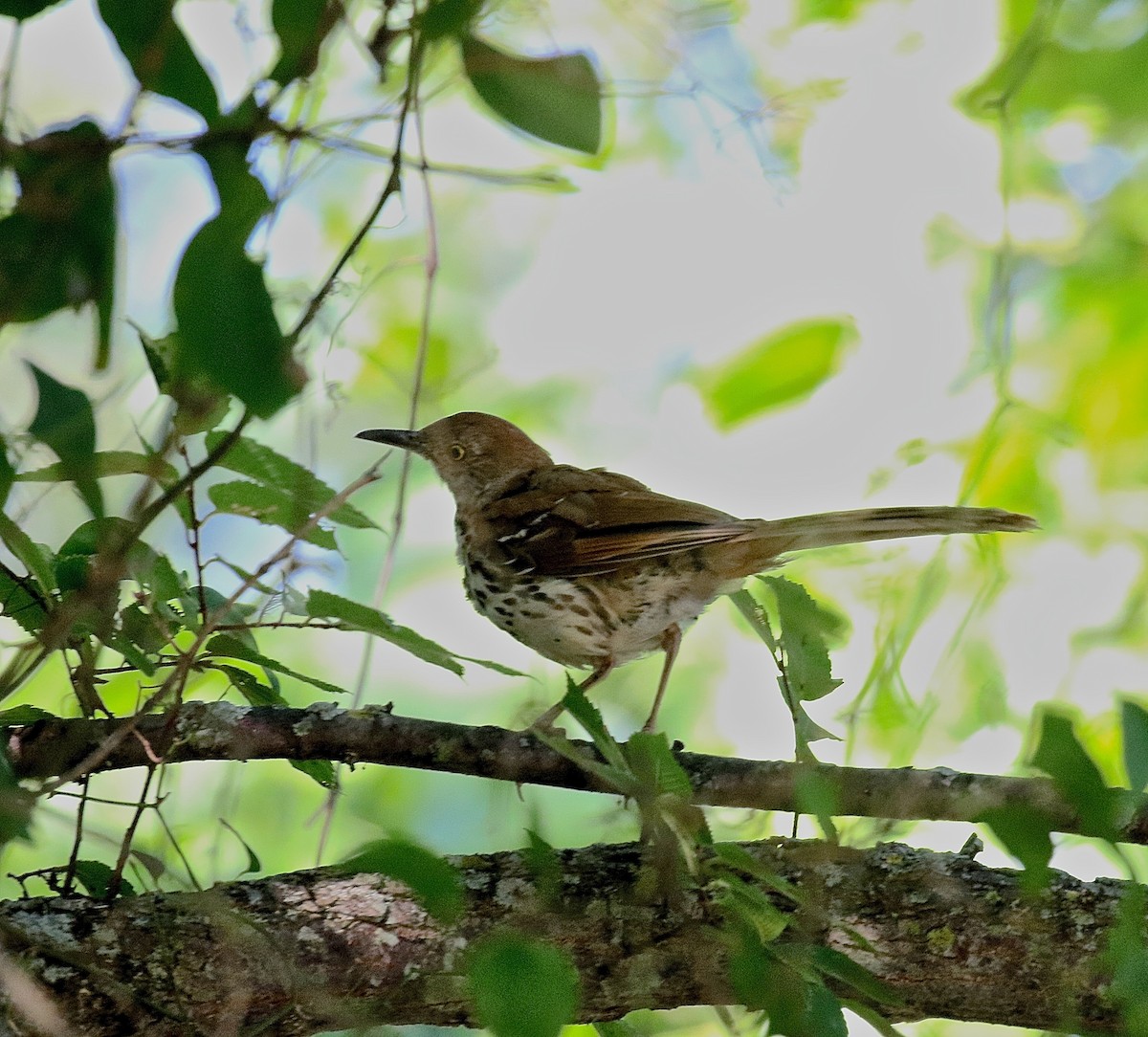 Brown Thrasher - ML617620884