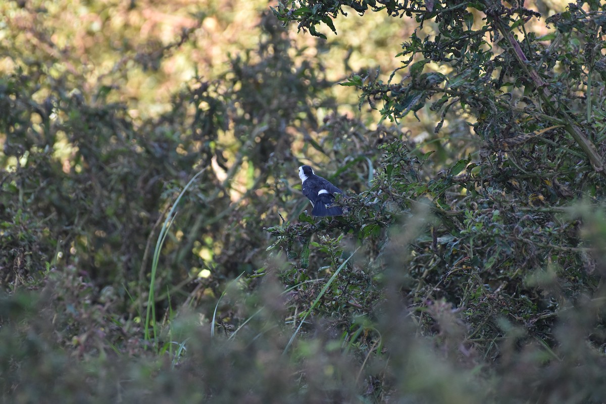 Black-backed Water-Tyrant - ML617620925