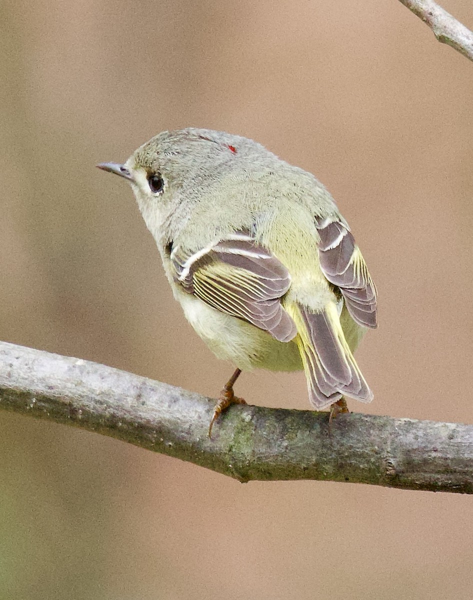 Ruby-crowned Kinglet - ML617620949