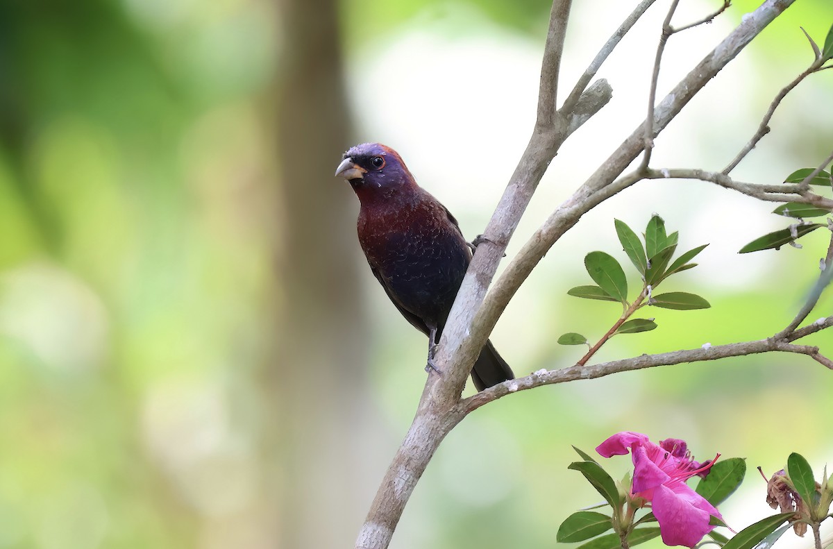 Varied Bunting - ML617620952