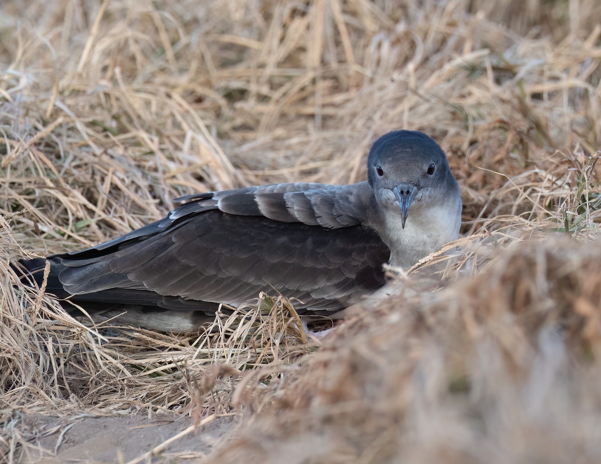 Wedge-tailed Shearwater - ML617620966