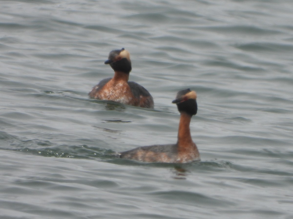 Horned Grebe - ML617620972