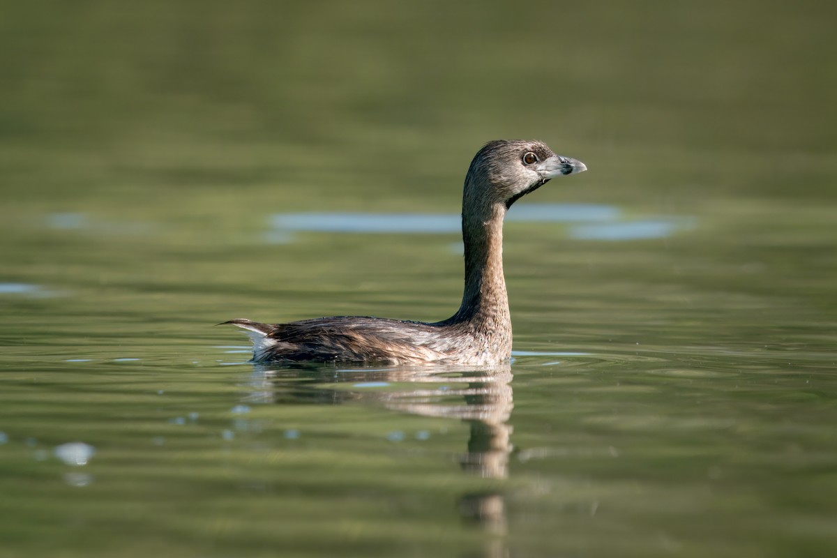 Pied-billed Grebe - ML617620974