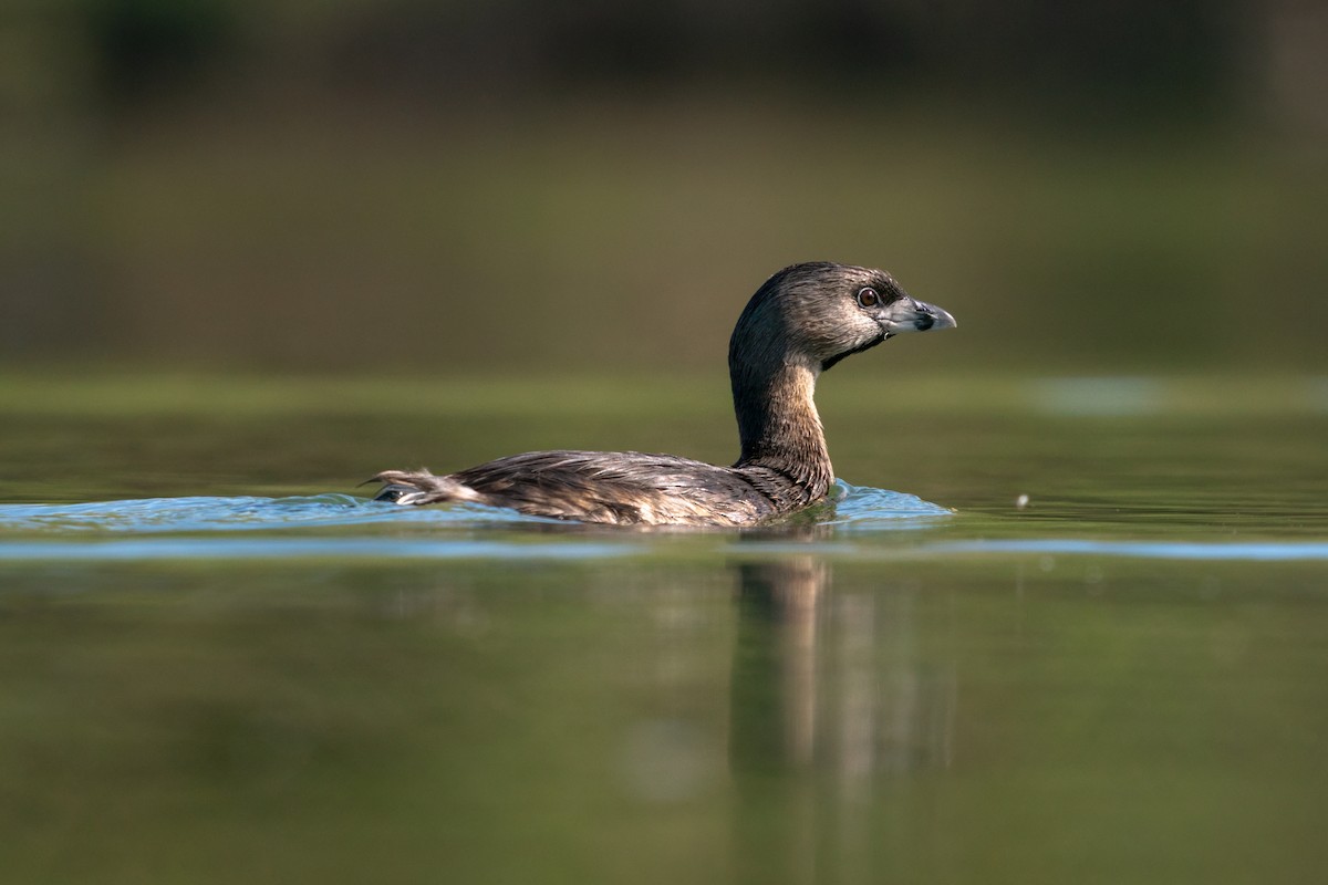 Pied-billed Grebe - ML617620975