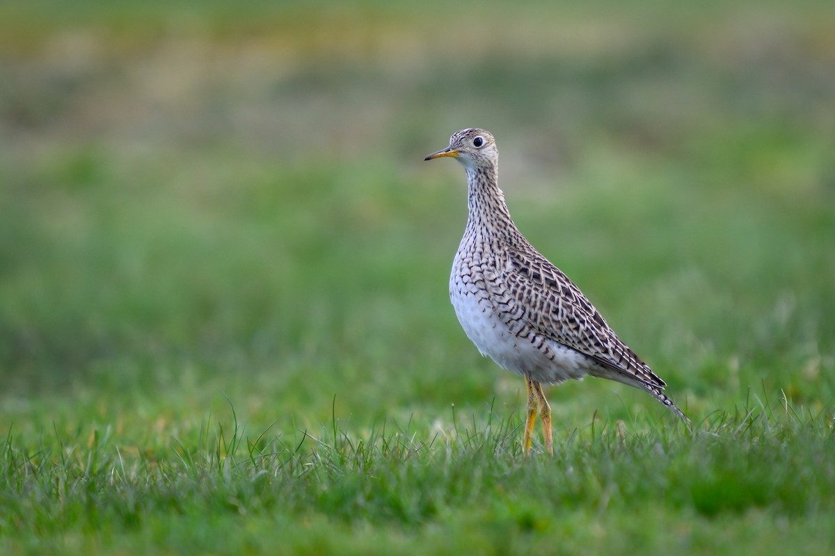 Upland Sandpiper - ML617620980