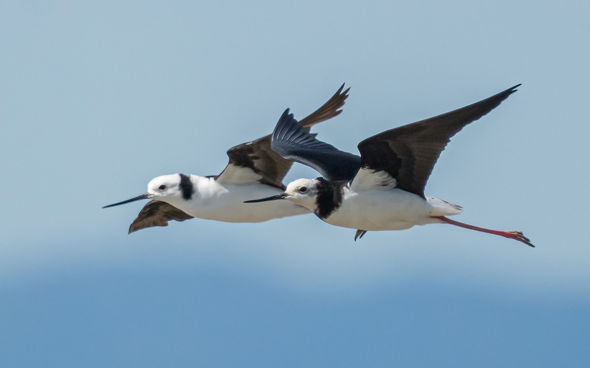 Pied x Black Stilt (hybrid) - ML617620981