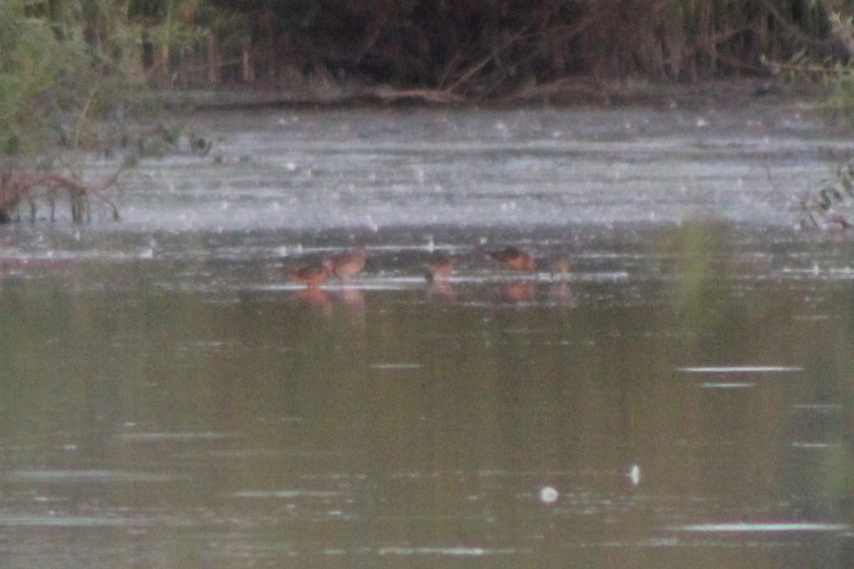 Long-billed Dowitcher - ML617620992