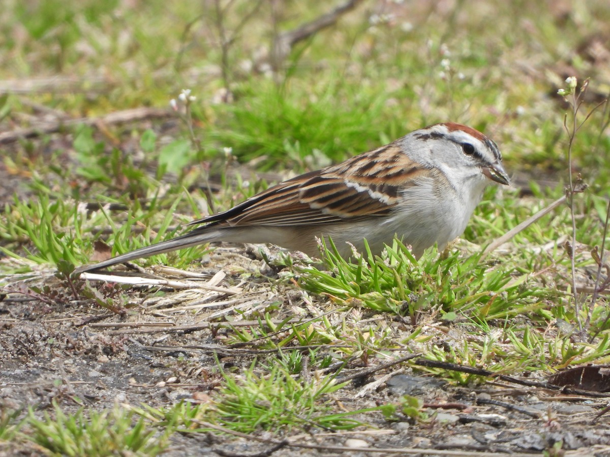 Chipping Sparrow - ML617620993