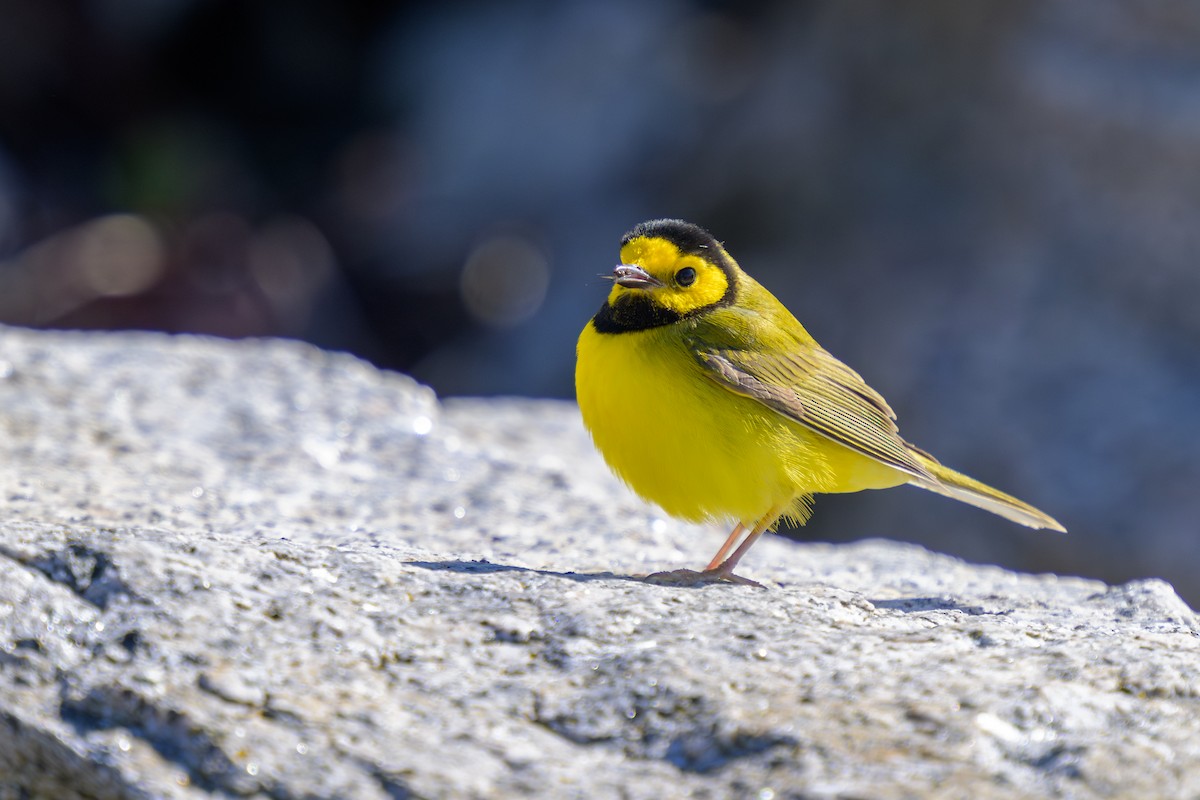 Hooded Warbler - ML617621004