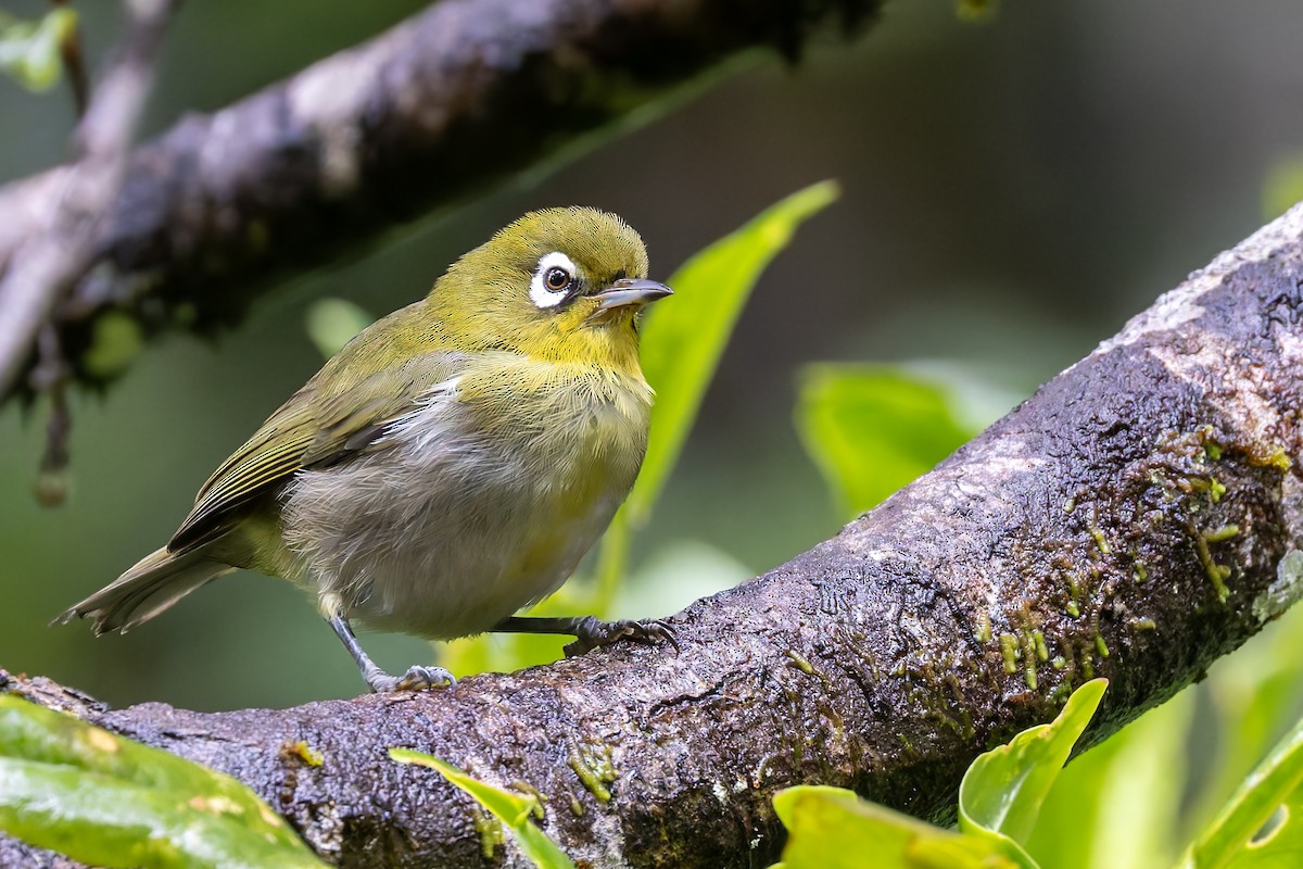 Green-backed White-eye - ML617621006