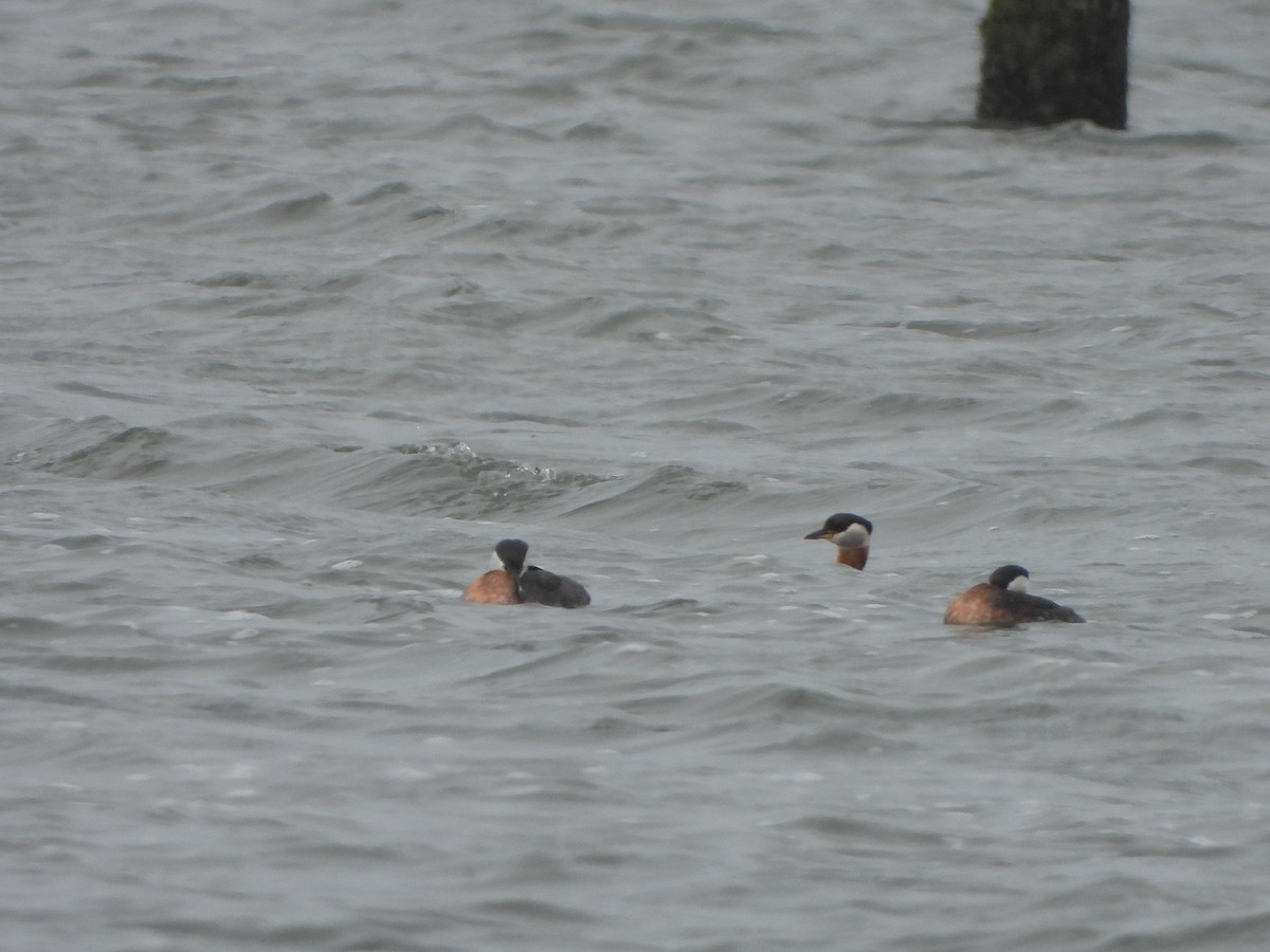 Red-necked Grebe - ML617621011