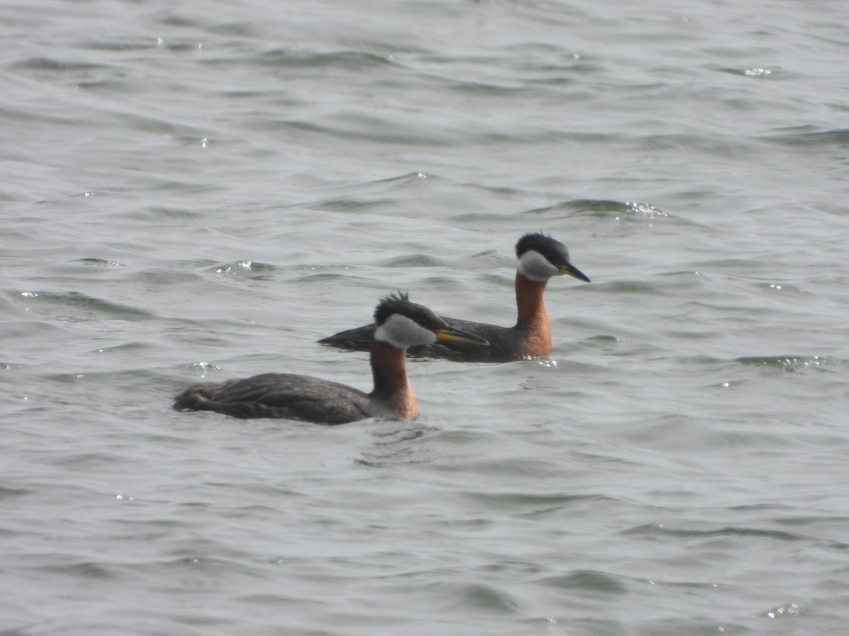 Red-necked Grebe - ML617621033