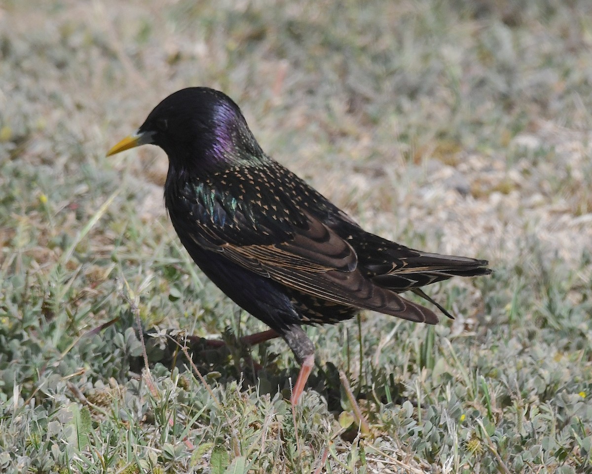 European Starling - Ted Wolff