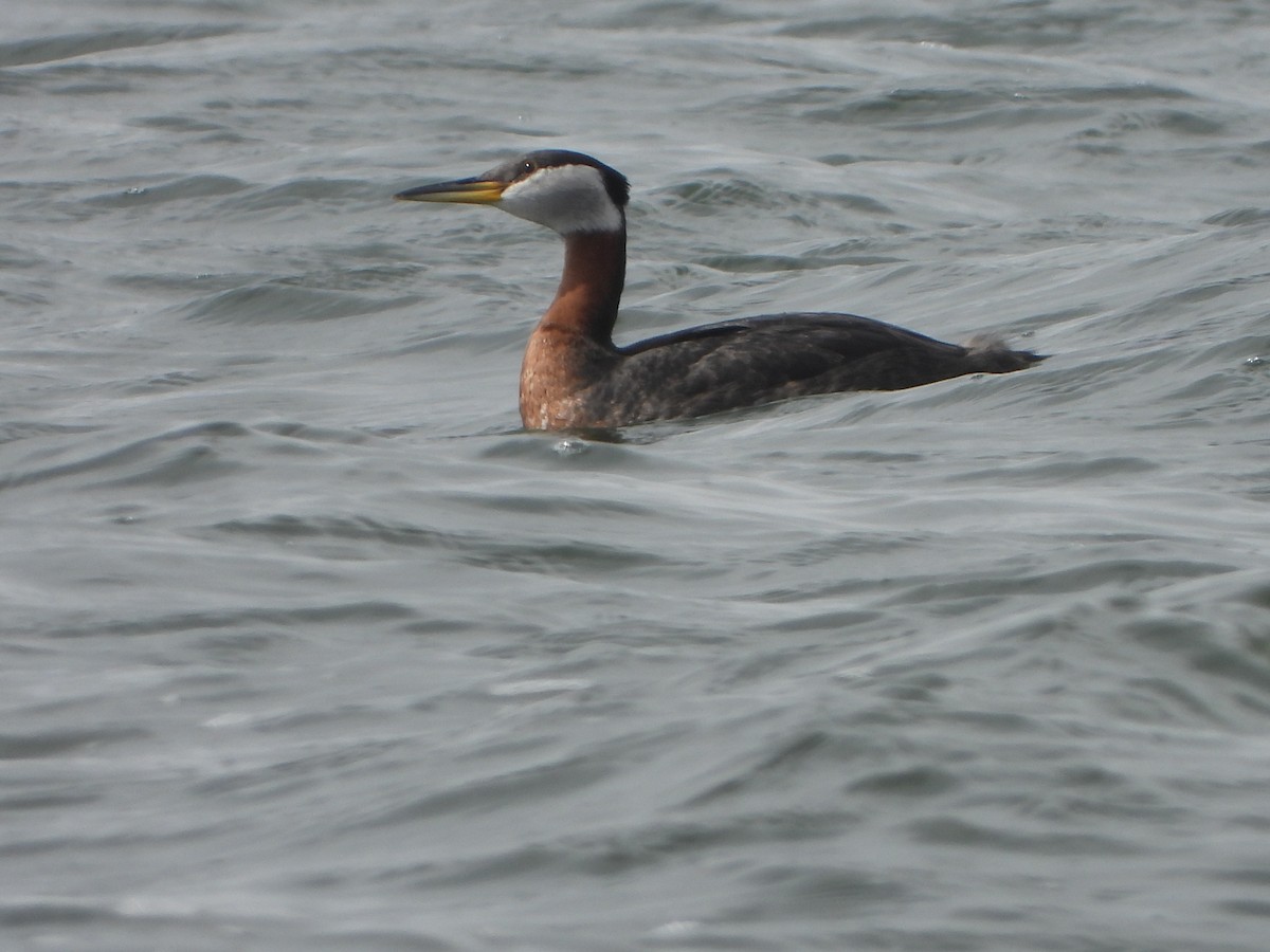 Red-necked Grebe - ML617621054