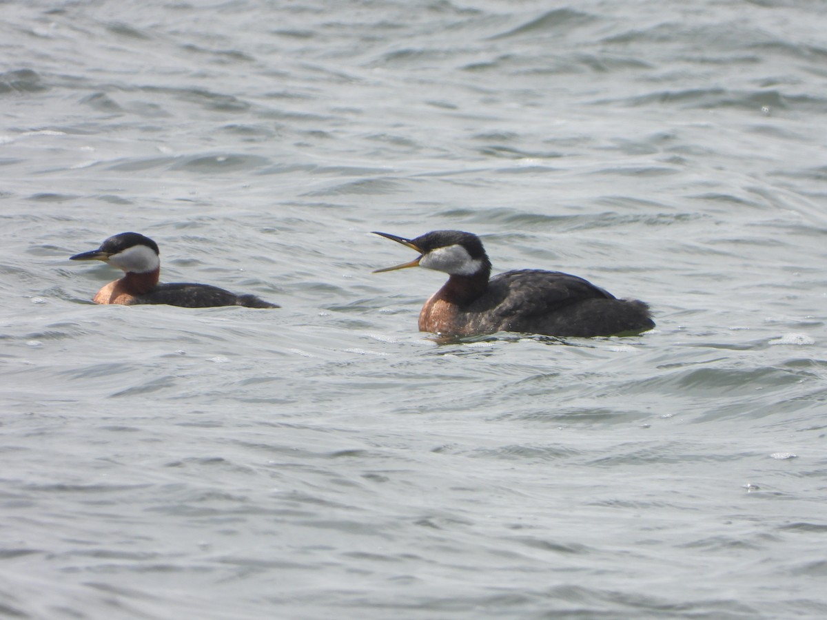 Red-necked Grebe - ML617621059