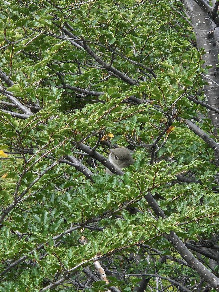 White-crested Elaenia - ML617621066