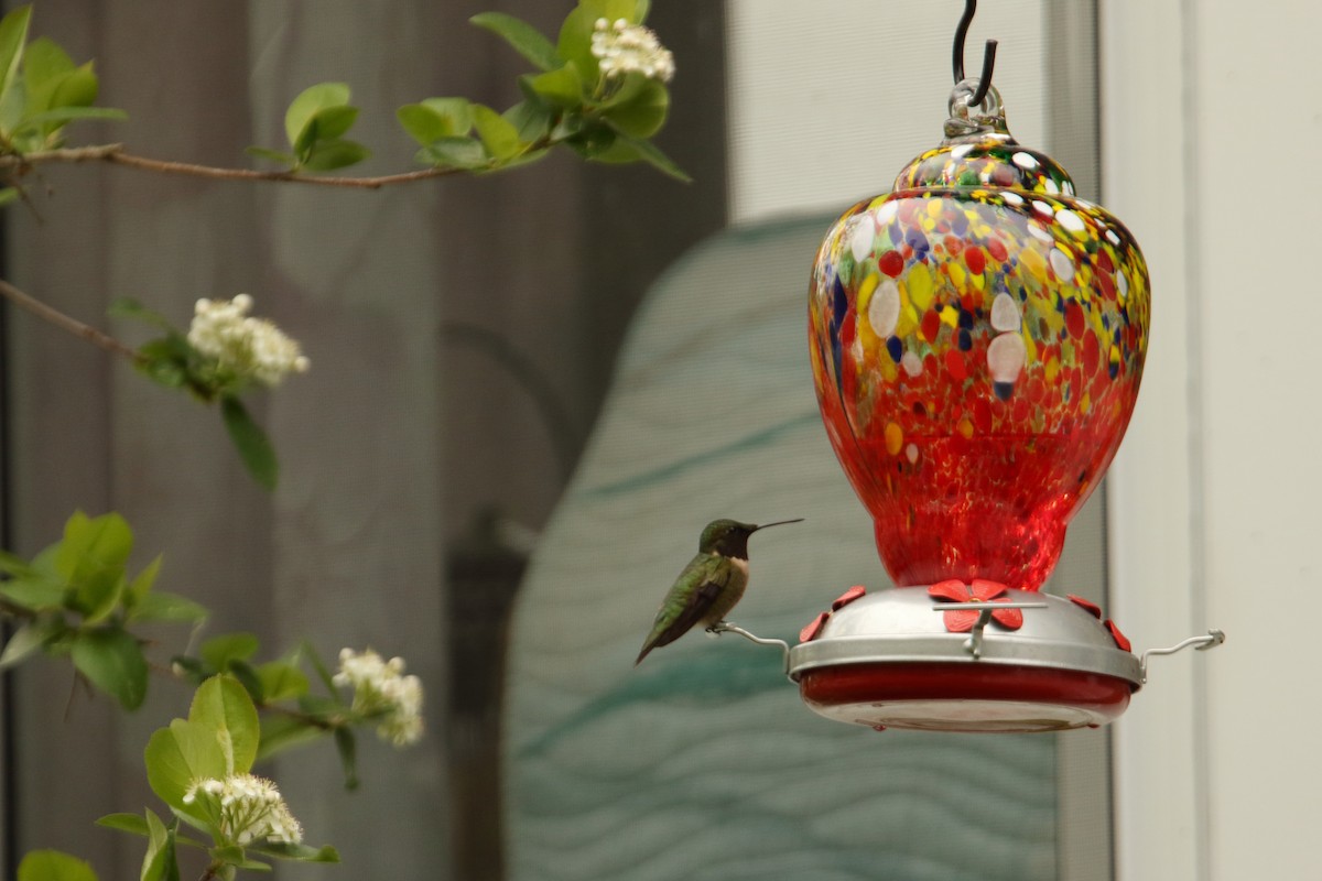 Ruby-throated Hummingbird - ML617621109