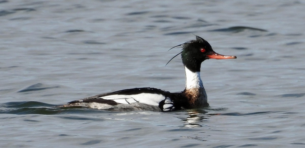 Red-breasted Merganser - ML617621117