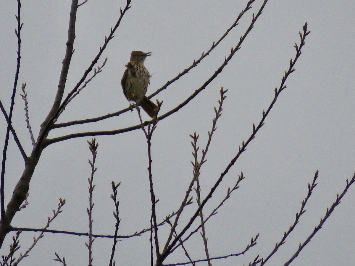 Brown Thrasher - Taran Catania