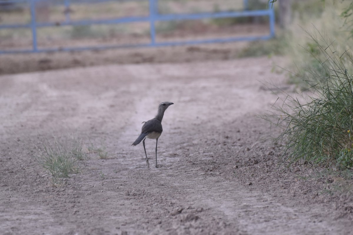 Black-legged Seriema - ML617621157