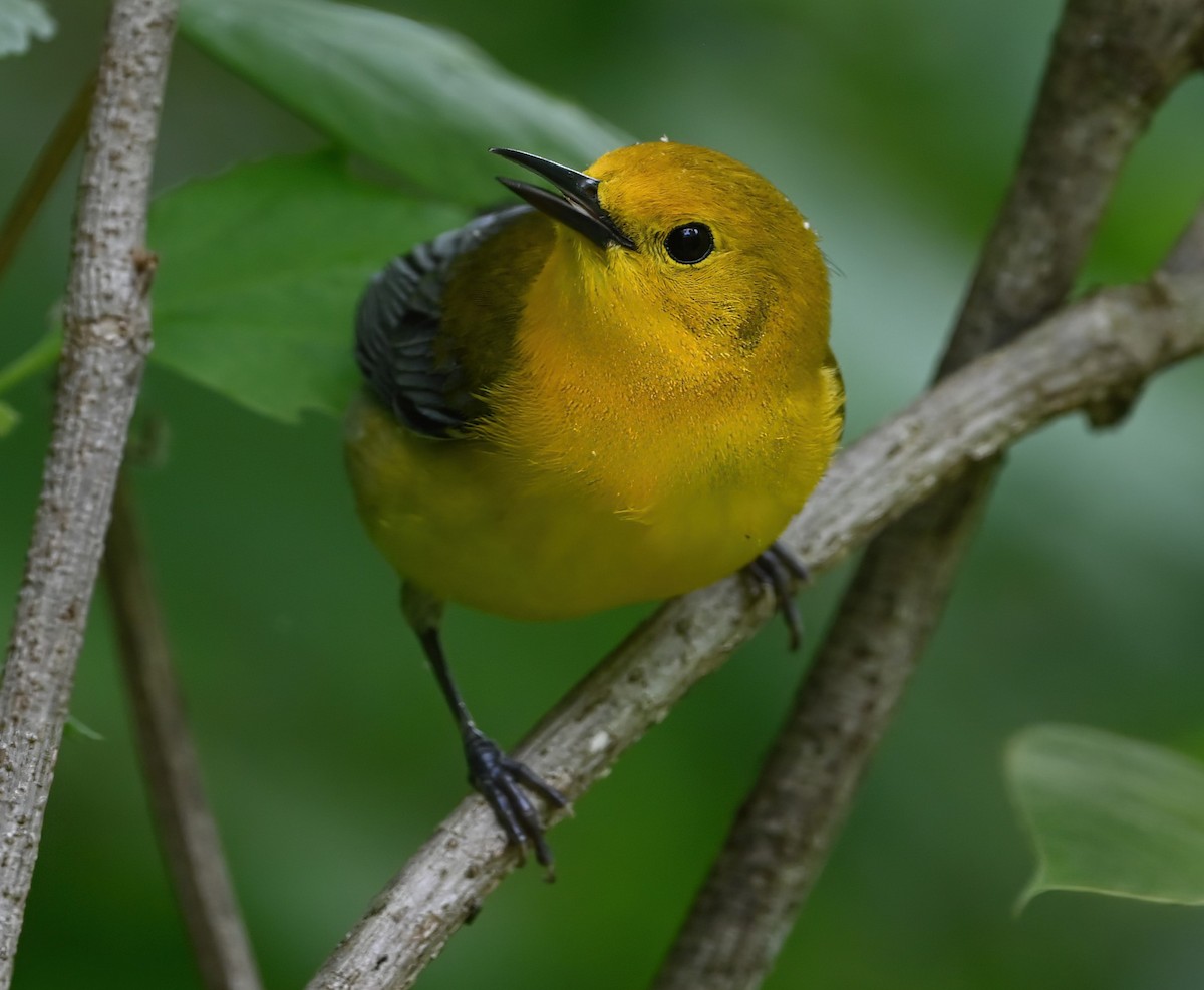 Prothonotary Warbler - ML617621174