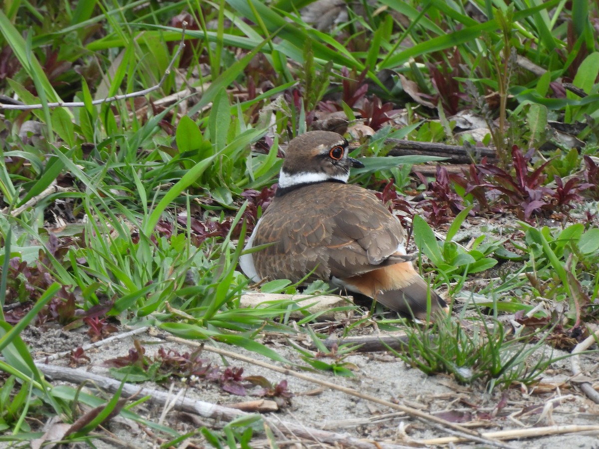 Killdeer - ML617621179