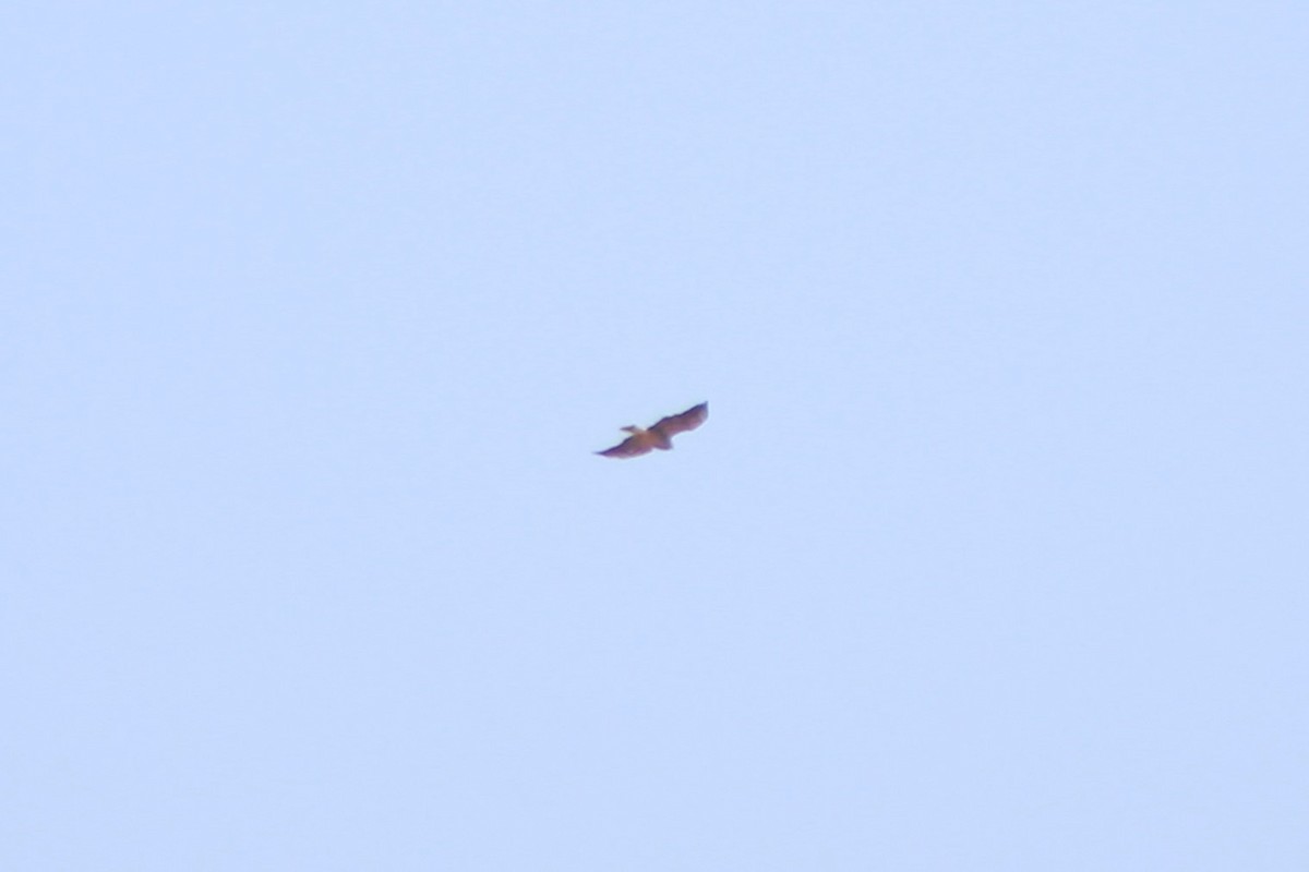 Swainson's Hawk - ML617621194