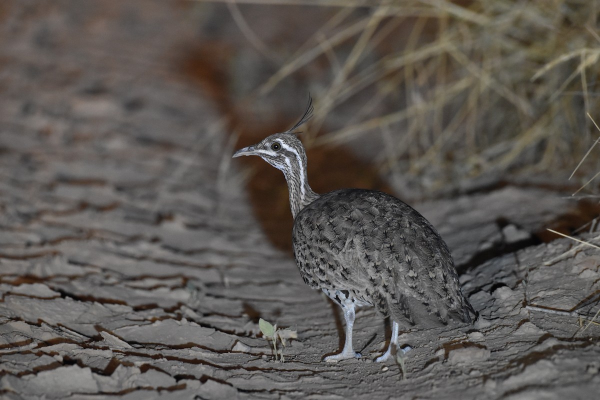 Quebracho Crested-Tinamou - ML617621228