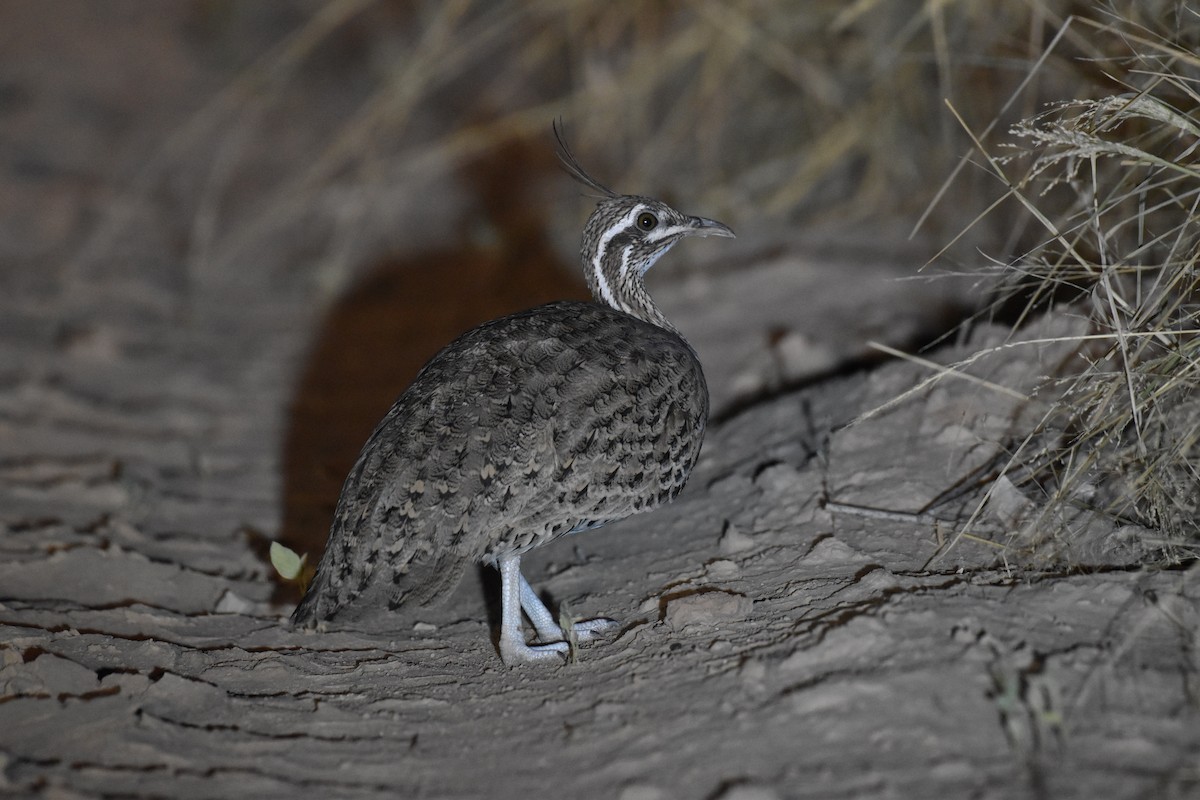 Quebracho Crested-Tinamou - ML617621229
