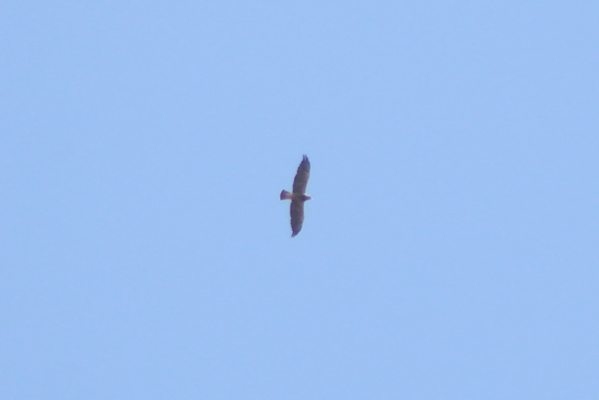 Swainson's Hawk - ML617621231