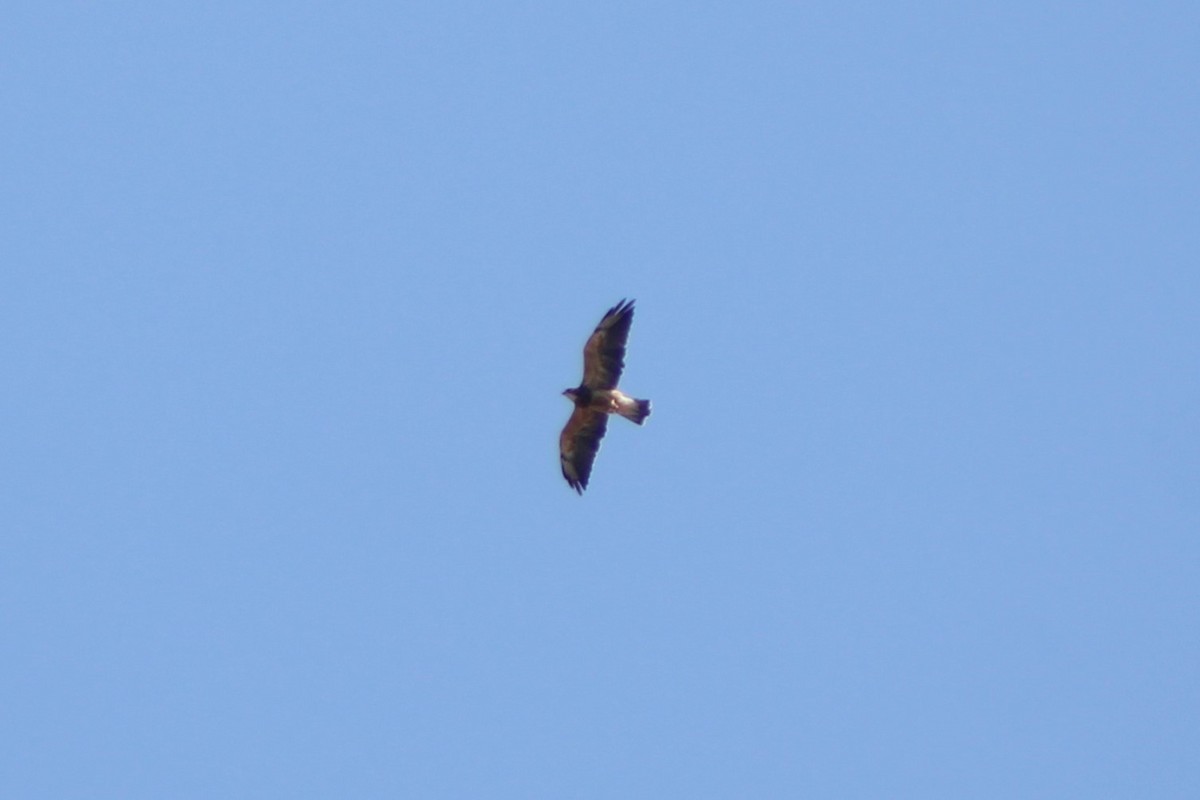 Swainson's Hawk - ML617621233