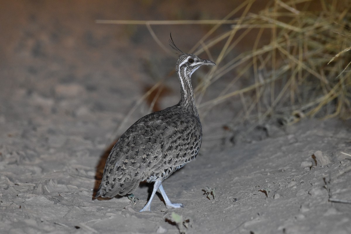 Quebracho Crested-Tinamou - ML617621255