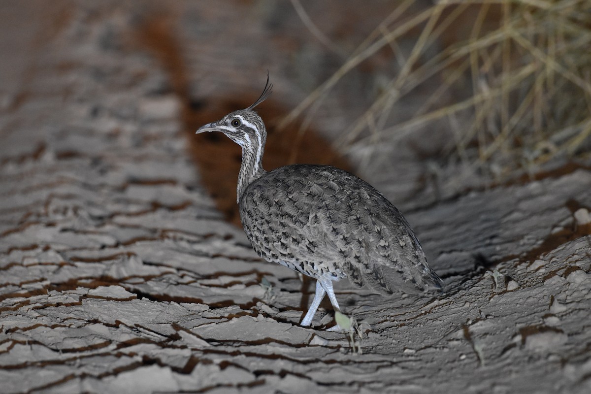 Quebracho Crested-Tinamou - ML617621256