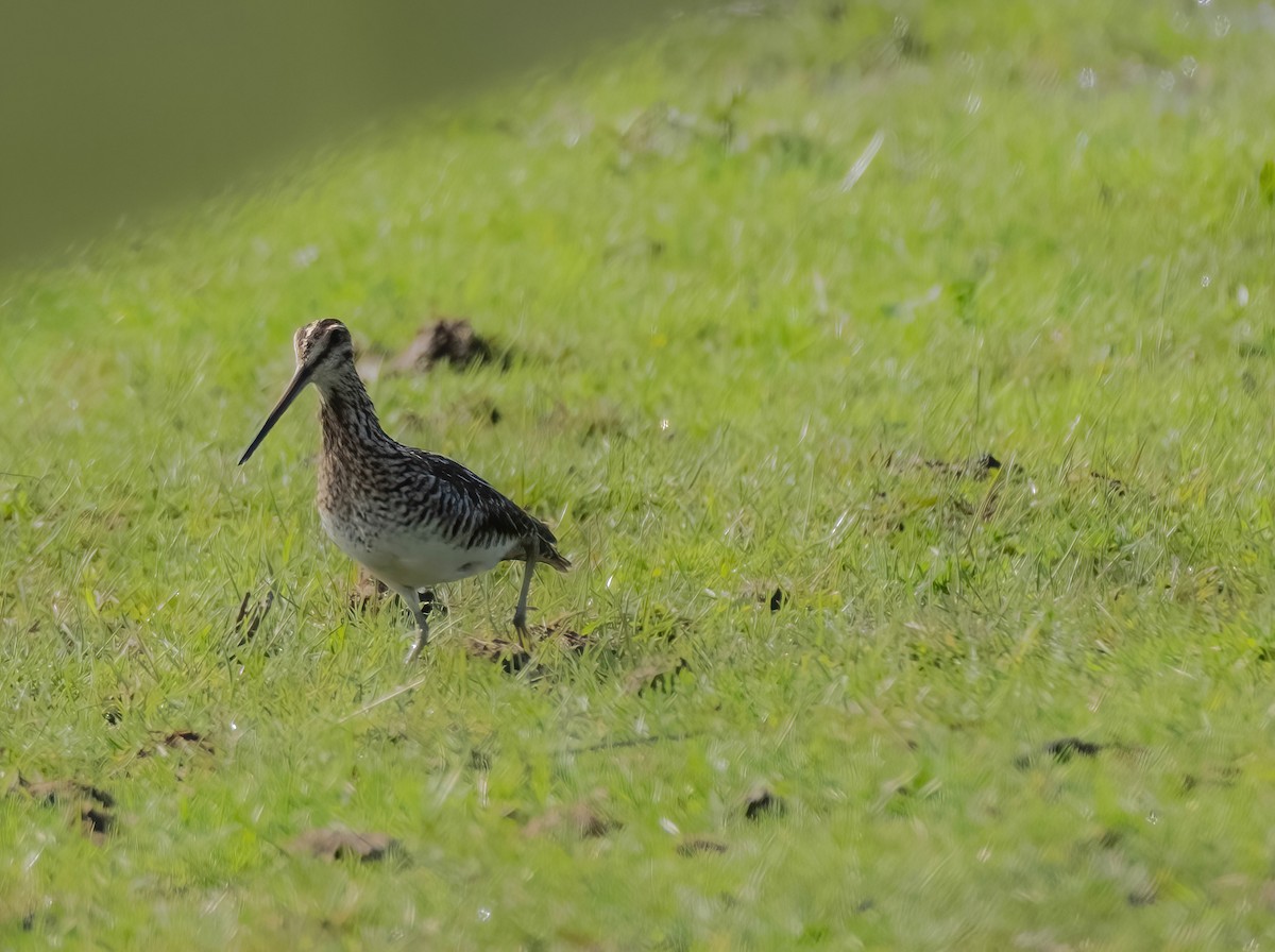 Wilson's Snipe - ML617621264