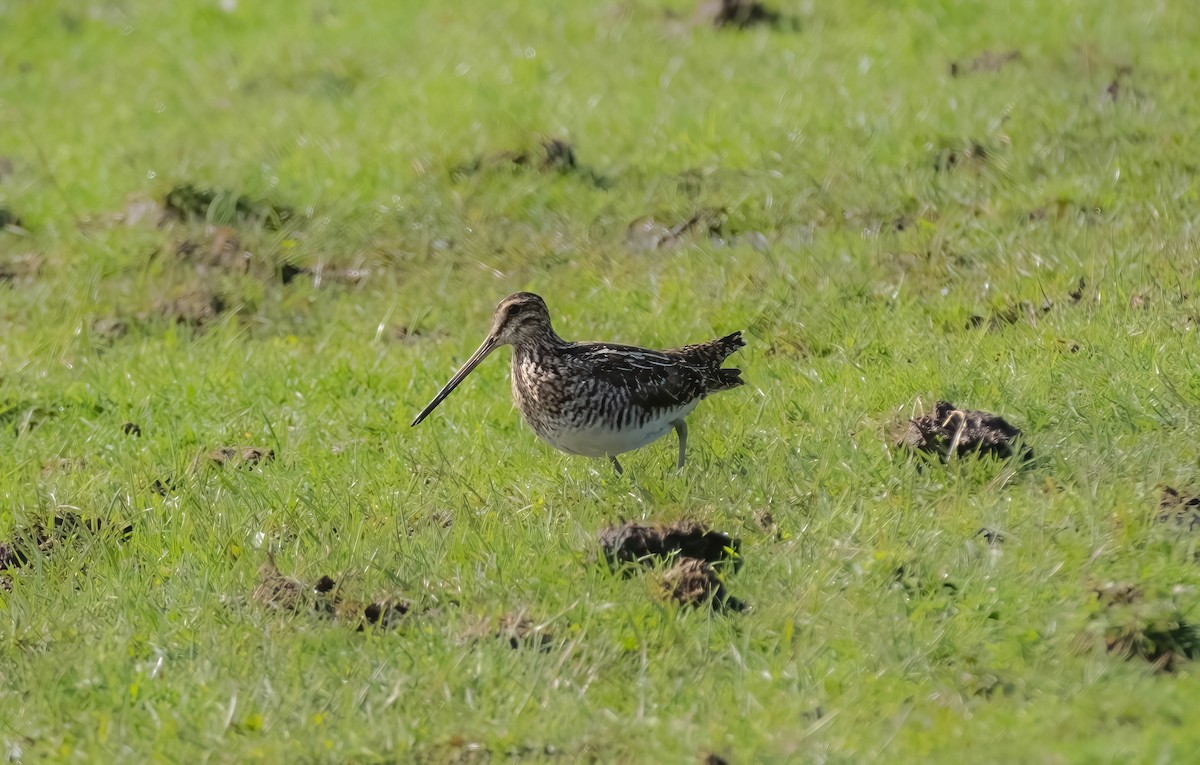 Wilson's Snipe - ML617621265