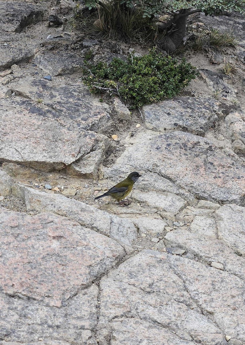 Gray-hooded Sierra Finch - ML617621295