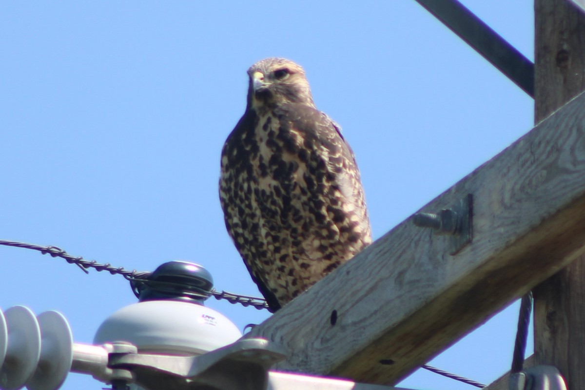 Swainson's Hawk - ML617621310