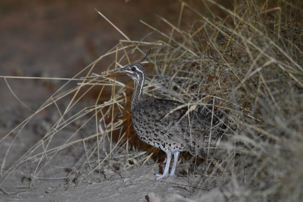 Quebracho Crested-Tinamou - ML617621315