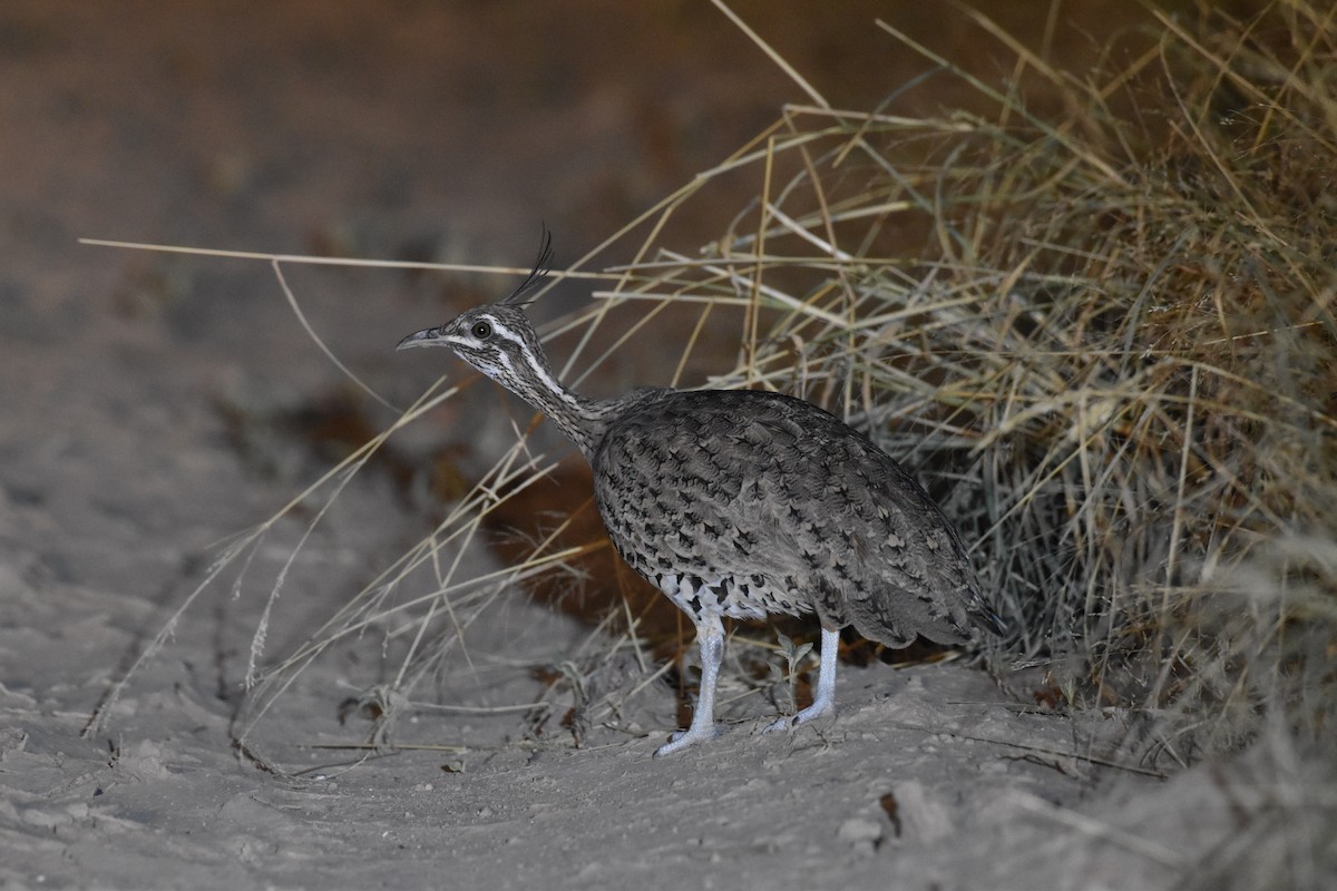 Quebracho Crested-Tinamou - ML617621317