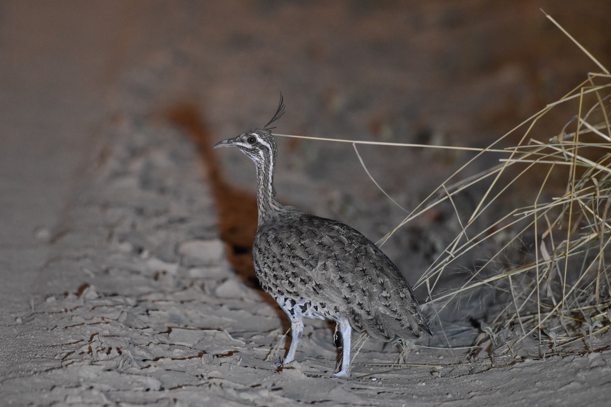 Quebracho Crested-Tinamou - ML617621318
