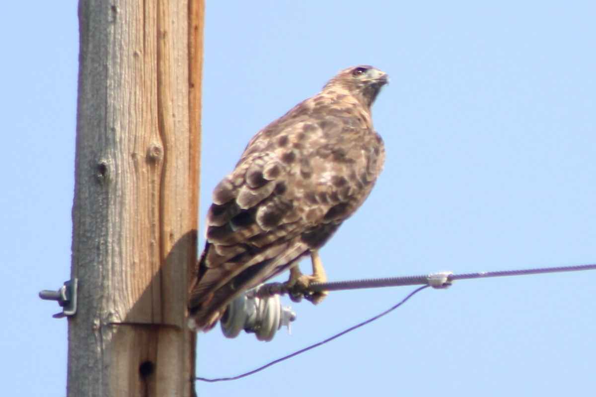 Red-tailed Hawk (calurus/alascensis) - ML617621320